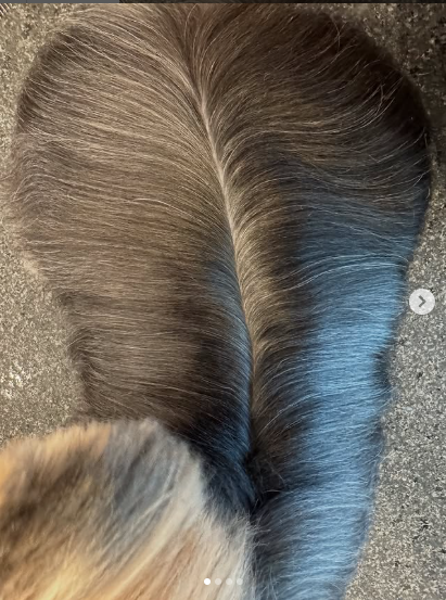 Kit Essencial Absoluto Surreal - Limpeza, Equilíbrio e Finalização Premium (3 produtos)